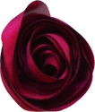 bouton rose cerise