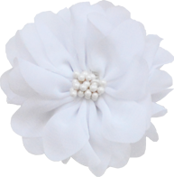 fleurs blanches pistils