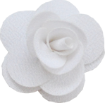rose ivoire S 