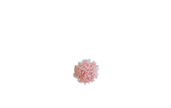 pompon rose poudré