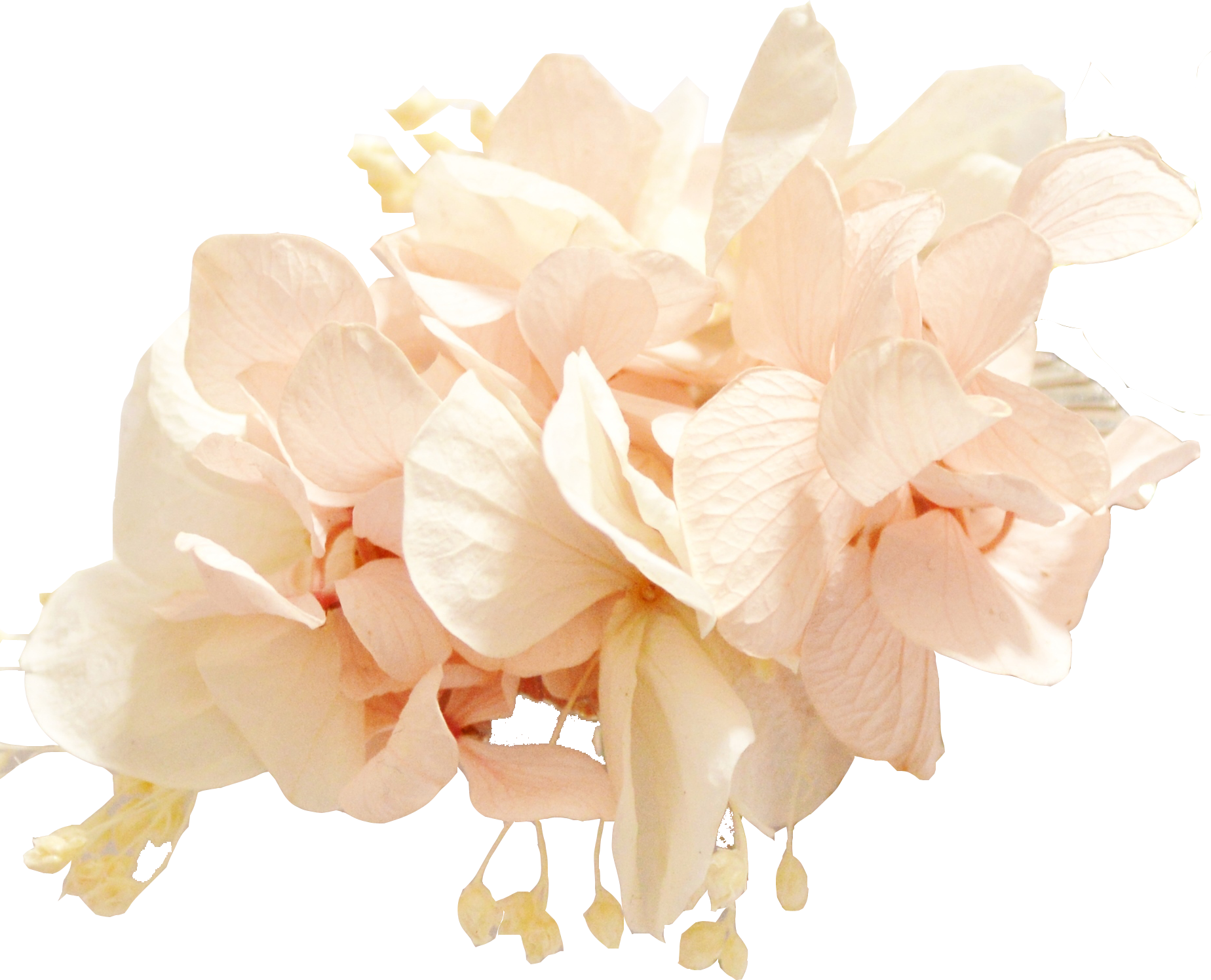 hortensias rose pâle OR
