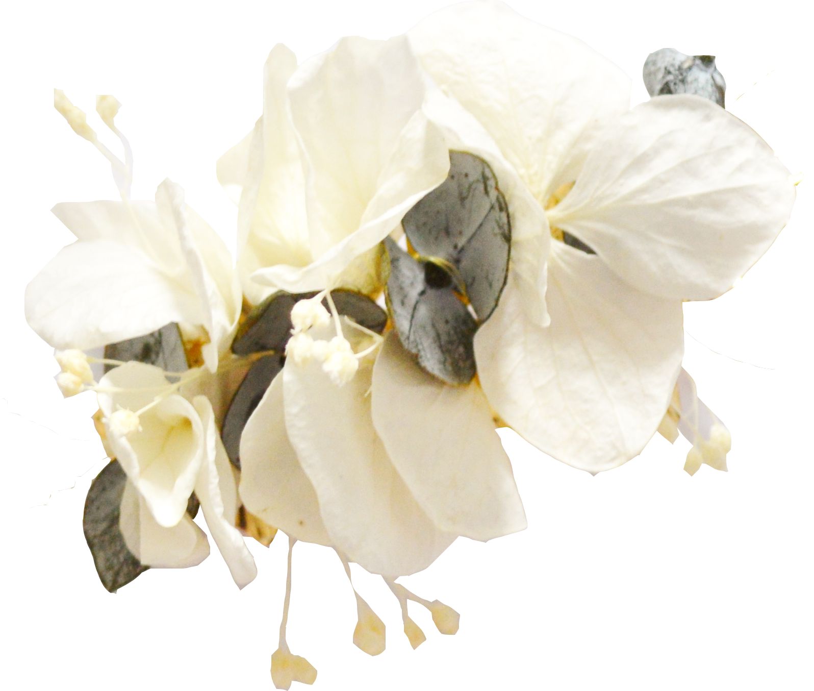 fleurs blanches et eucalyptus