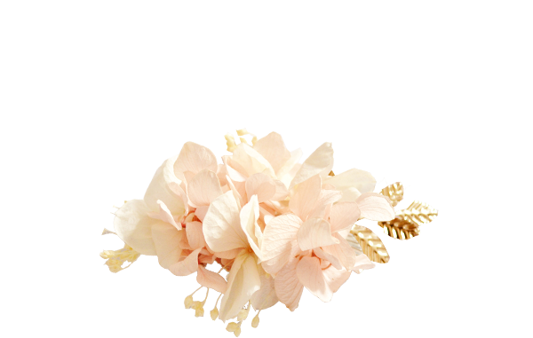 hortensias rose pâle OR