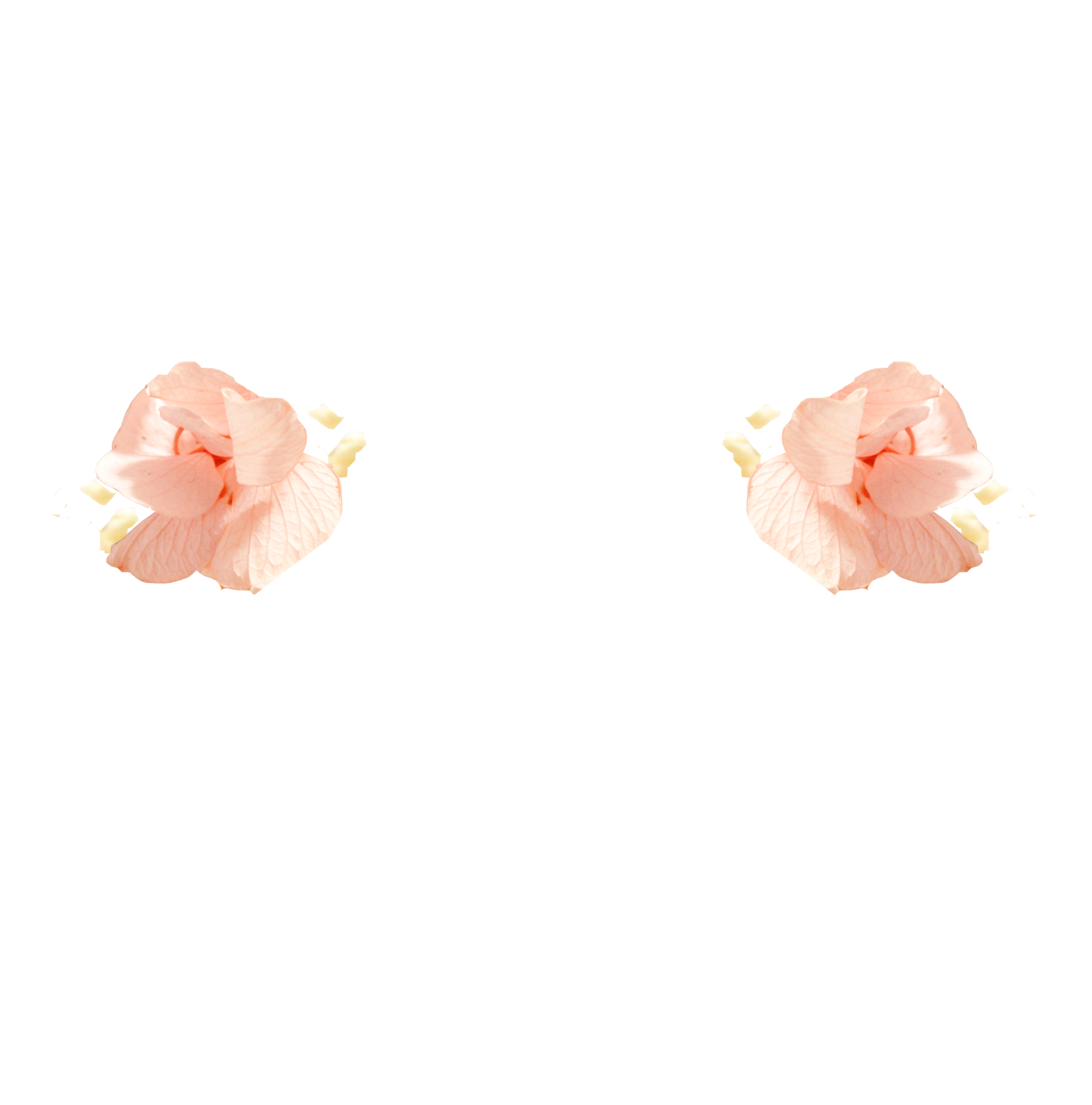 fleurs rose et gypsophile