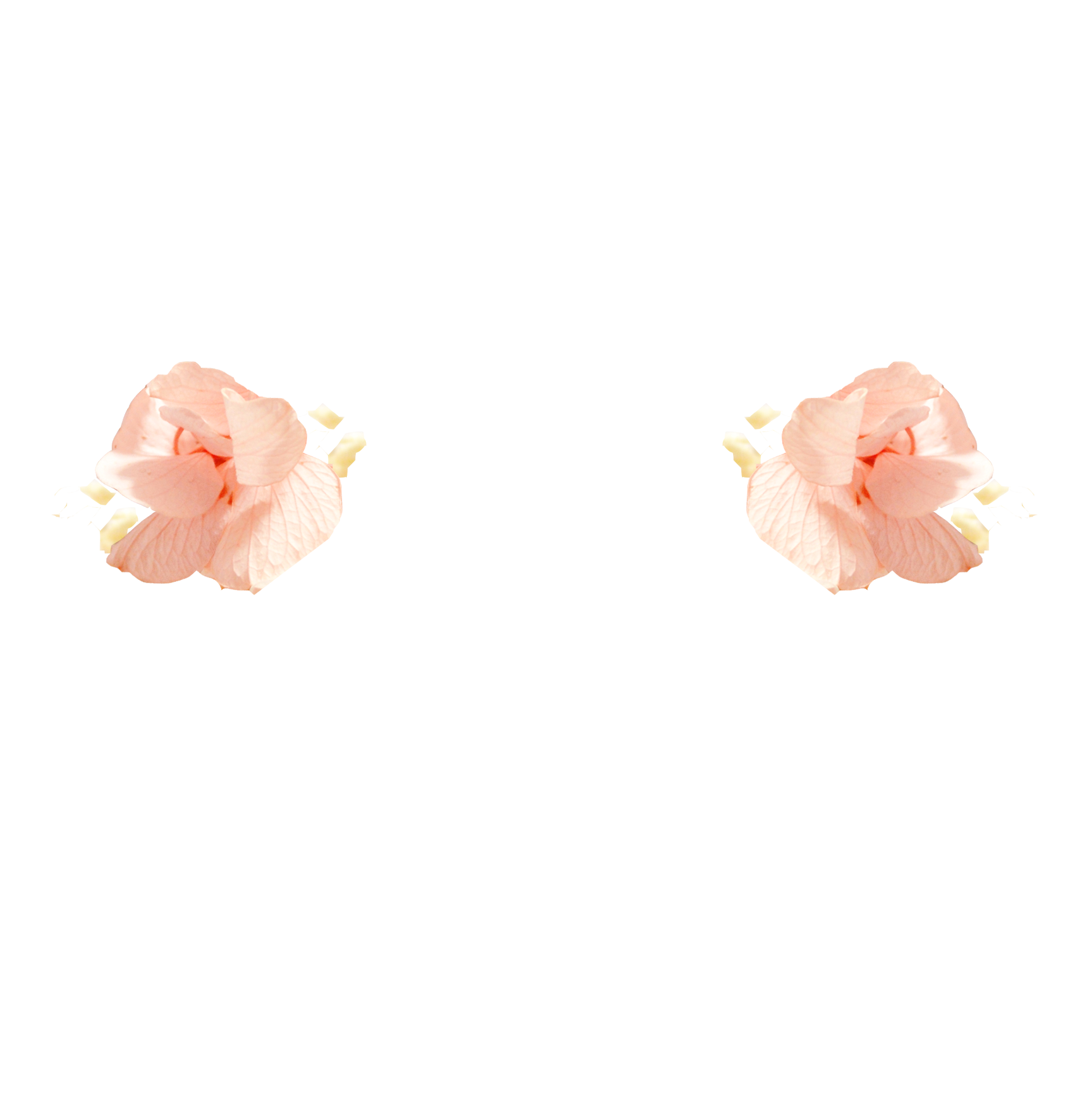 hortensias ROSES