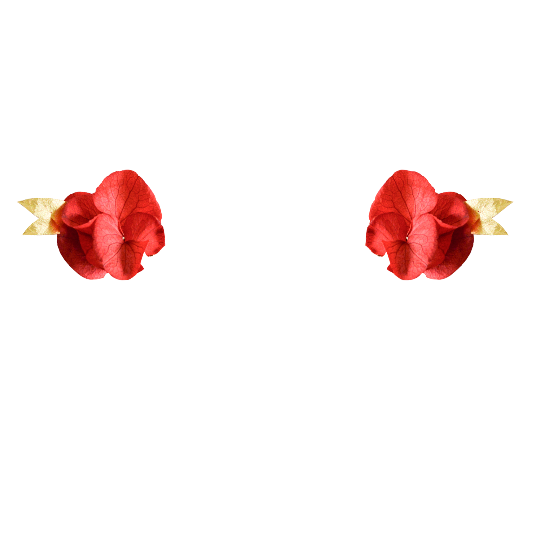 fleurs rouge et gypsophile
