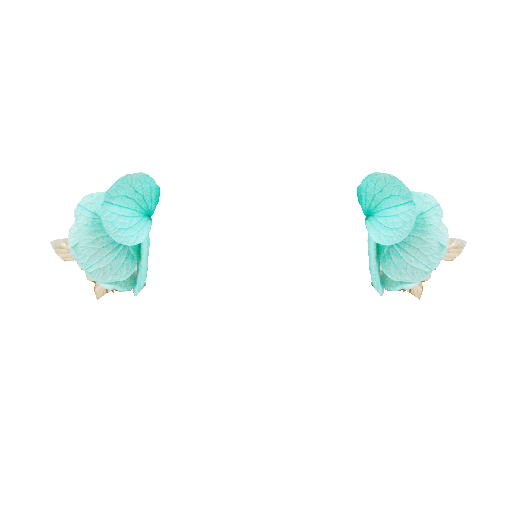 hortensias bleu turquoise