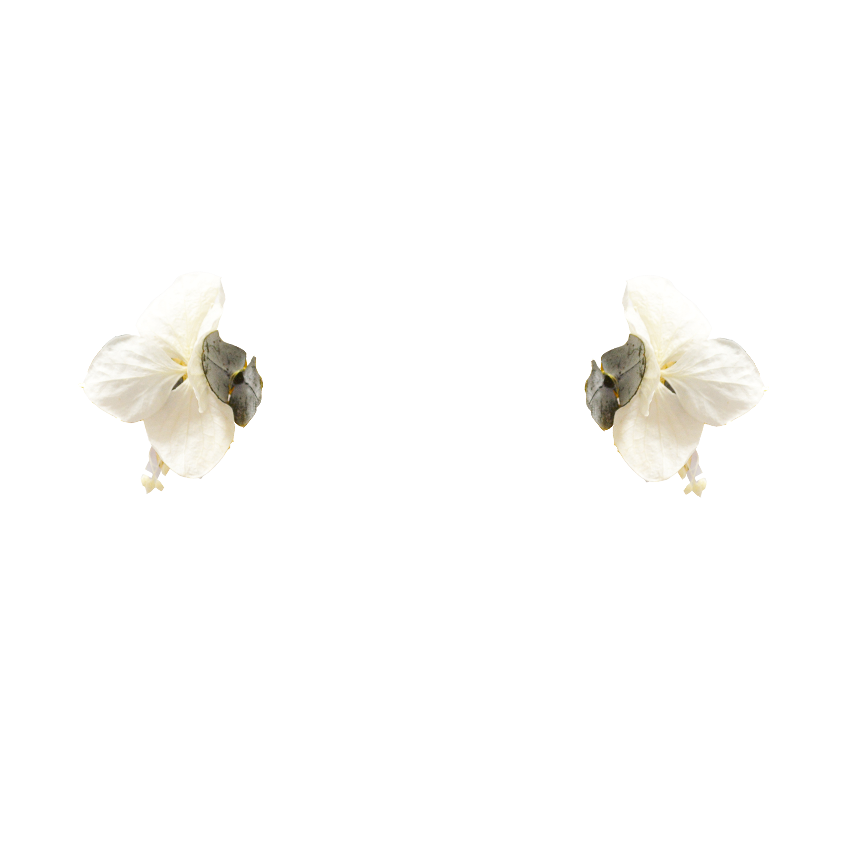 fleurs blanches et eucalyptus