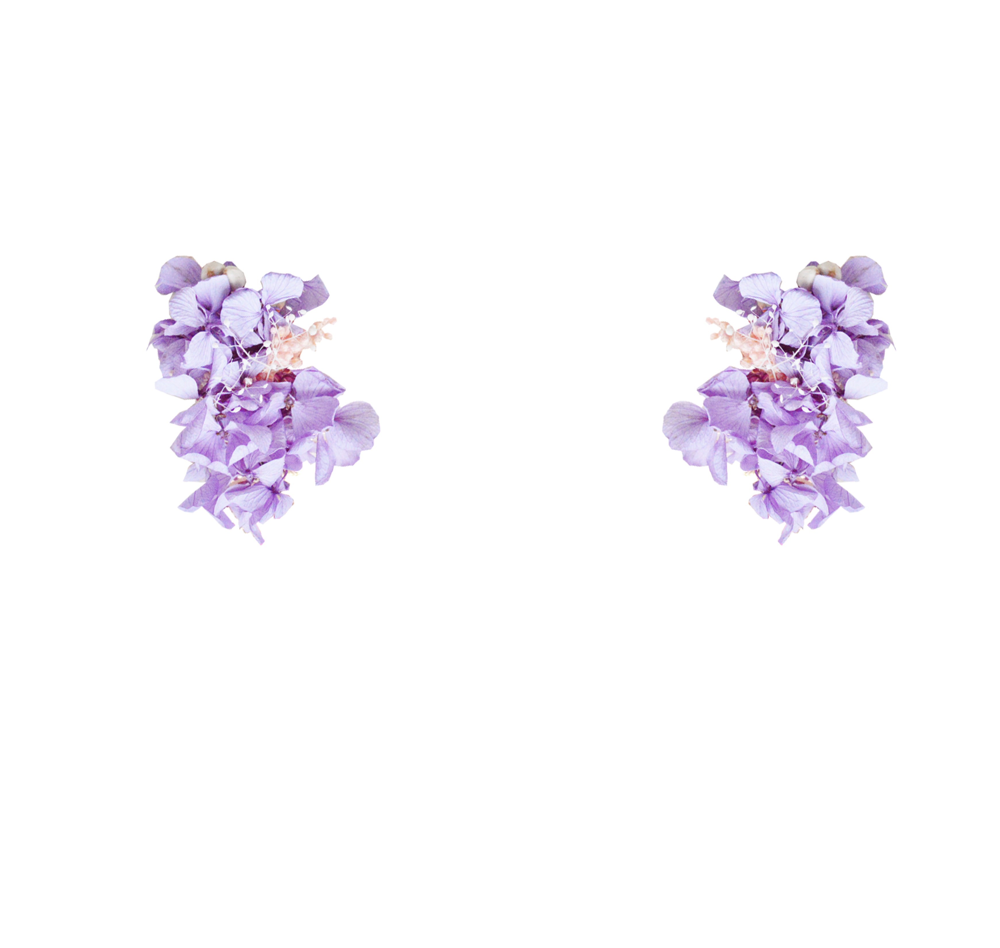 hortensias stabilisées violettes