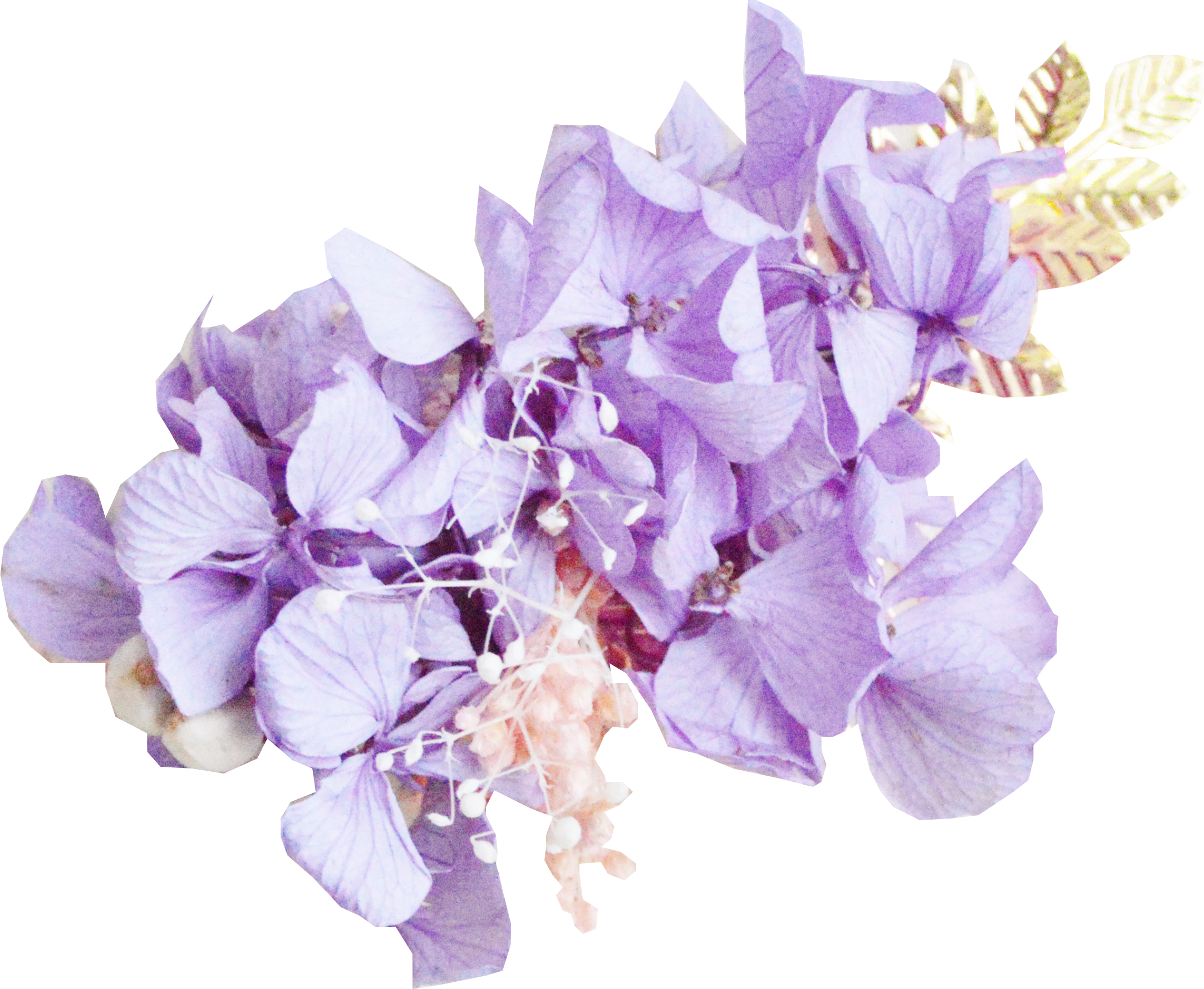 hortensias stabilisés violets et gupsophile rose