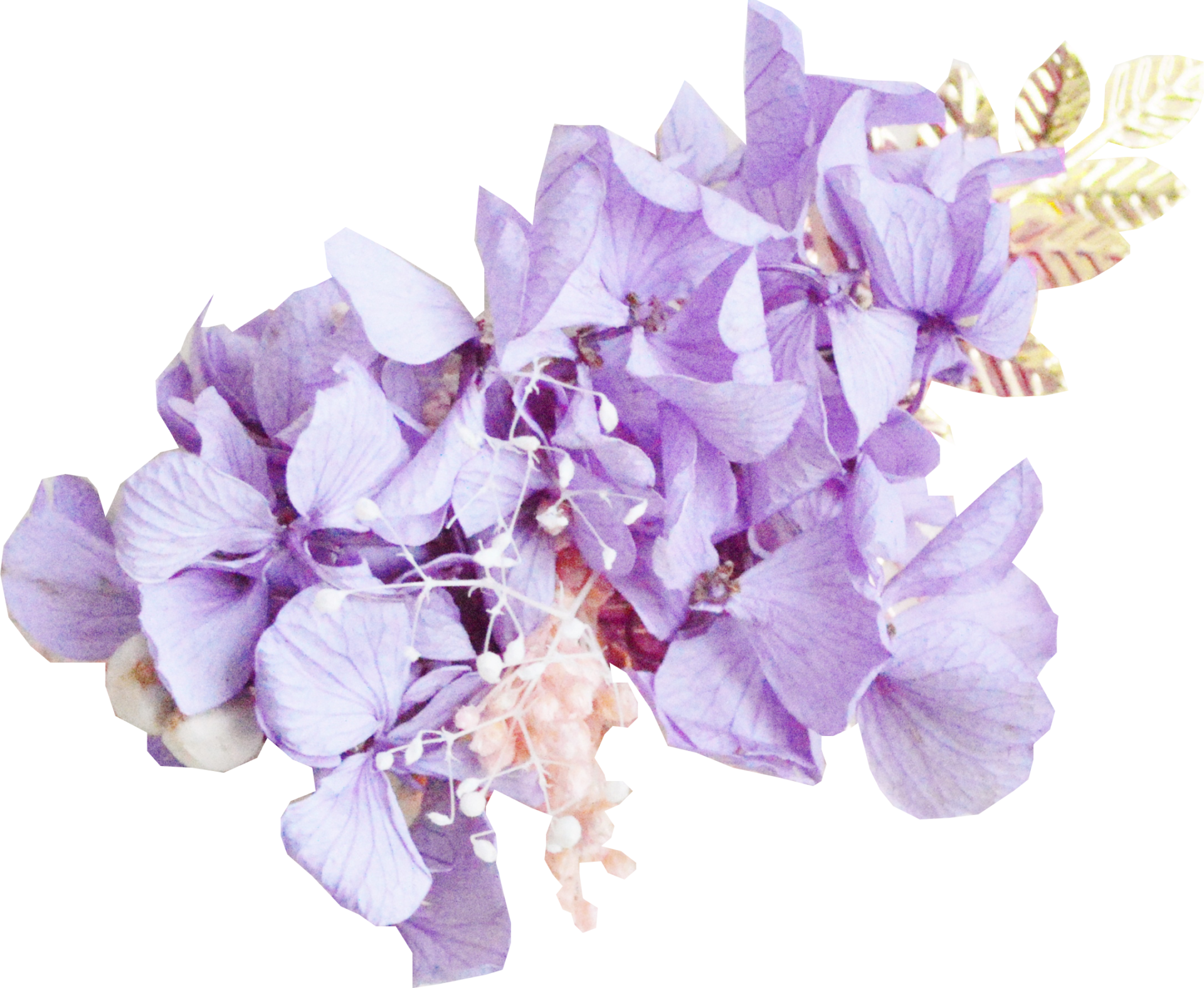 hortensias stabilisées violettes