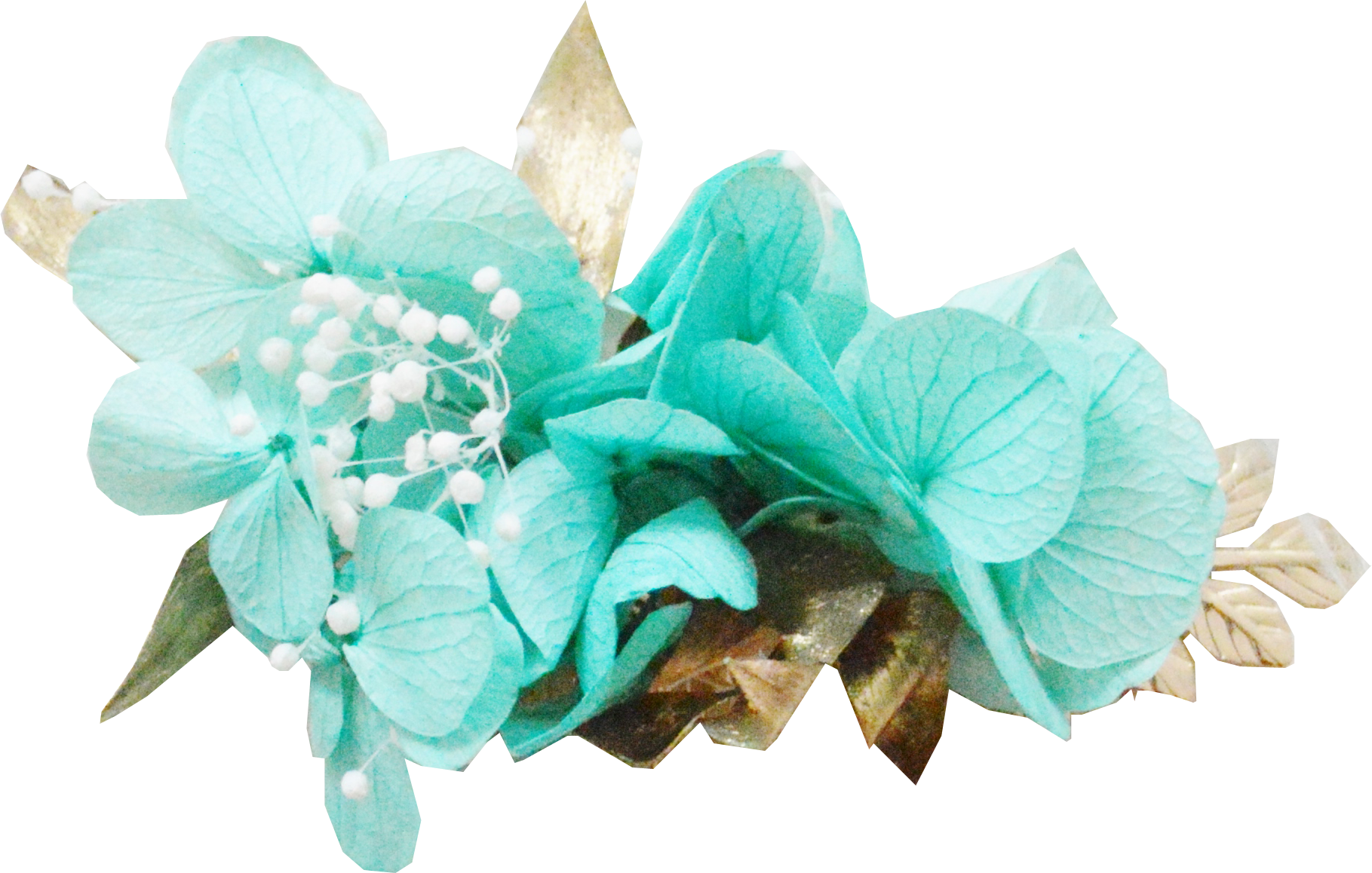 hortensia turquoise à feuillage doré