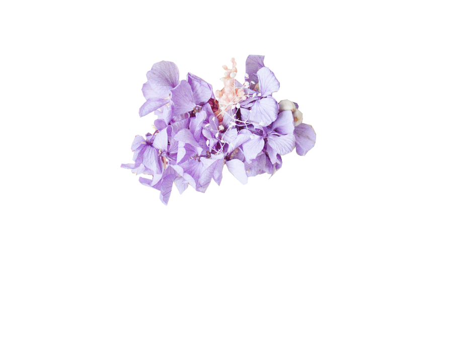 hortensias stabilisées violettes