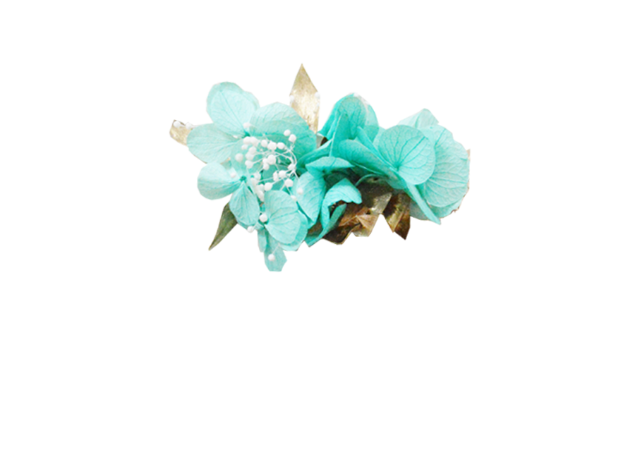 hortensia turquoise à feuillage doré
